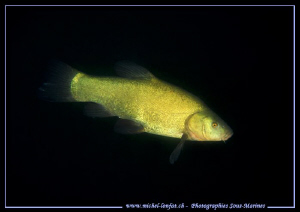 Yesterday's end of the day dive... Que du bonheur... :O)... by Michel Lonfat 